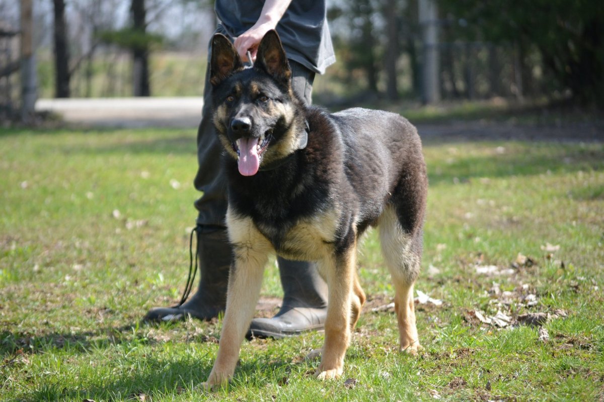 Бельгийская овчарка грюнендаль