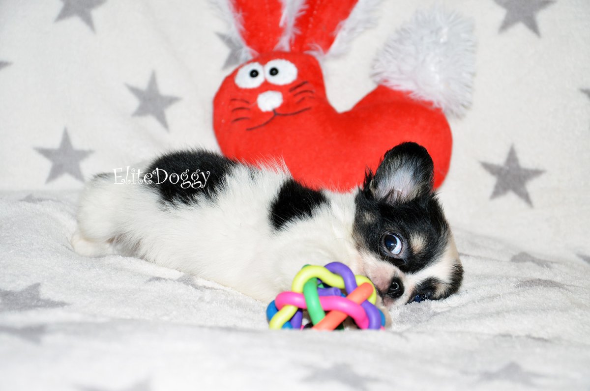 Длинношерстный чихуахуа Таганрог