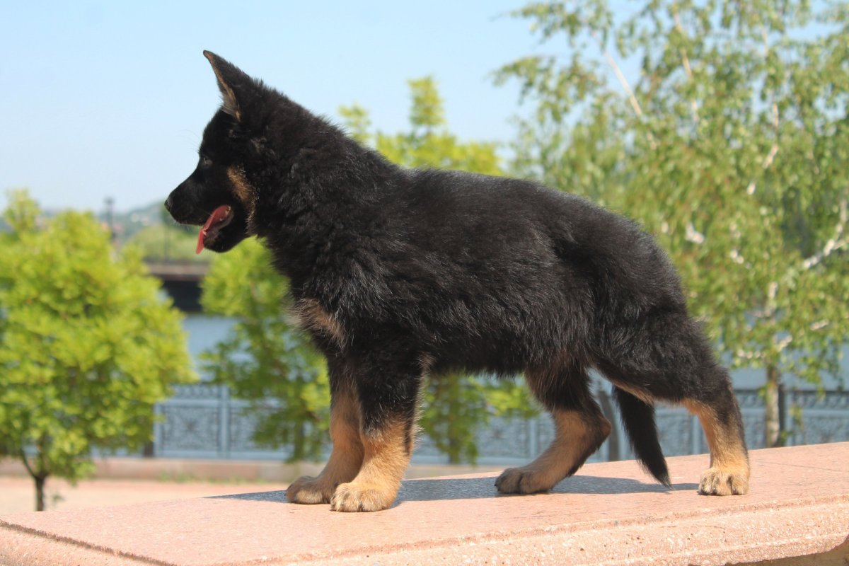 Черная подпалая немецкая овчарка