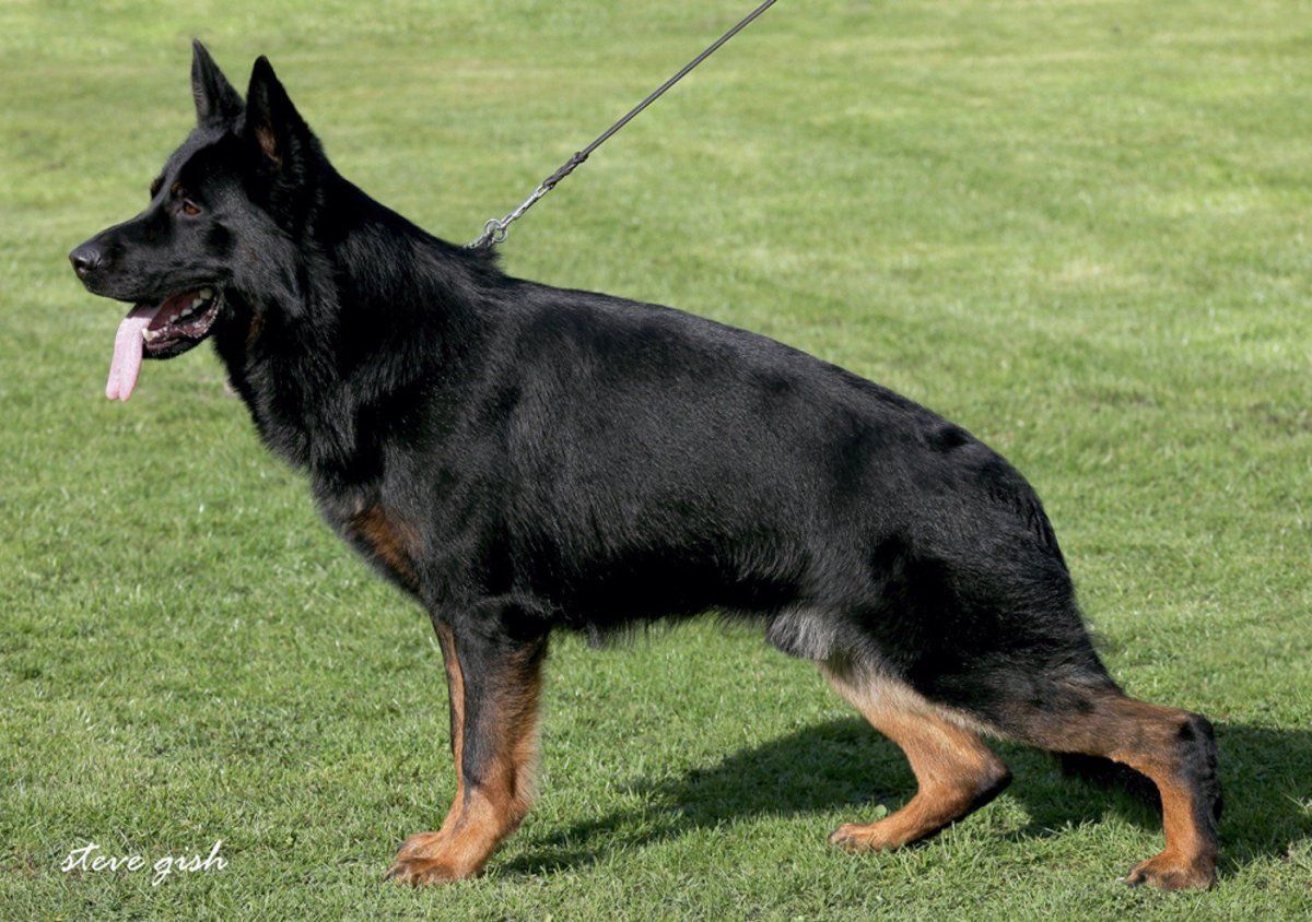 Окрас шерсти немецкой овчарки