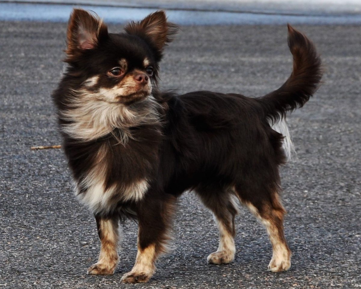 Чихуахуа длинношерстные подпалый