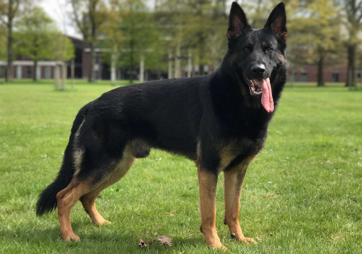 Черно подпалый немецкая овчарка