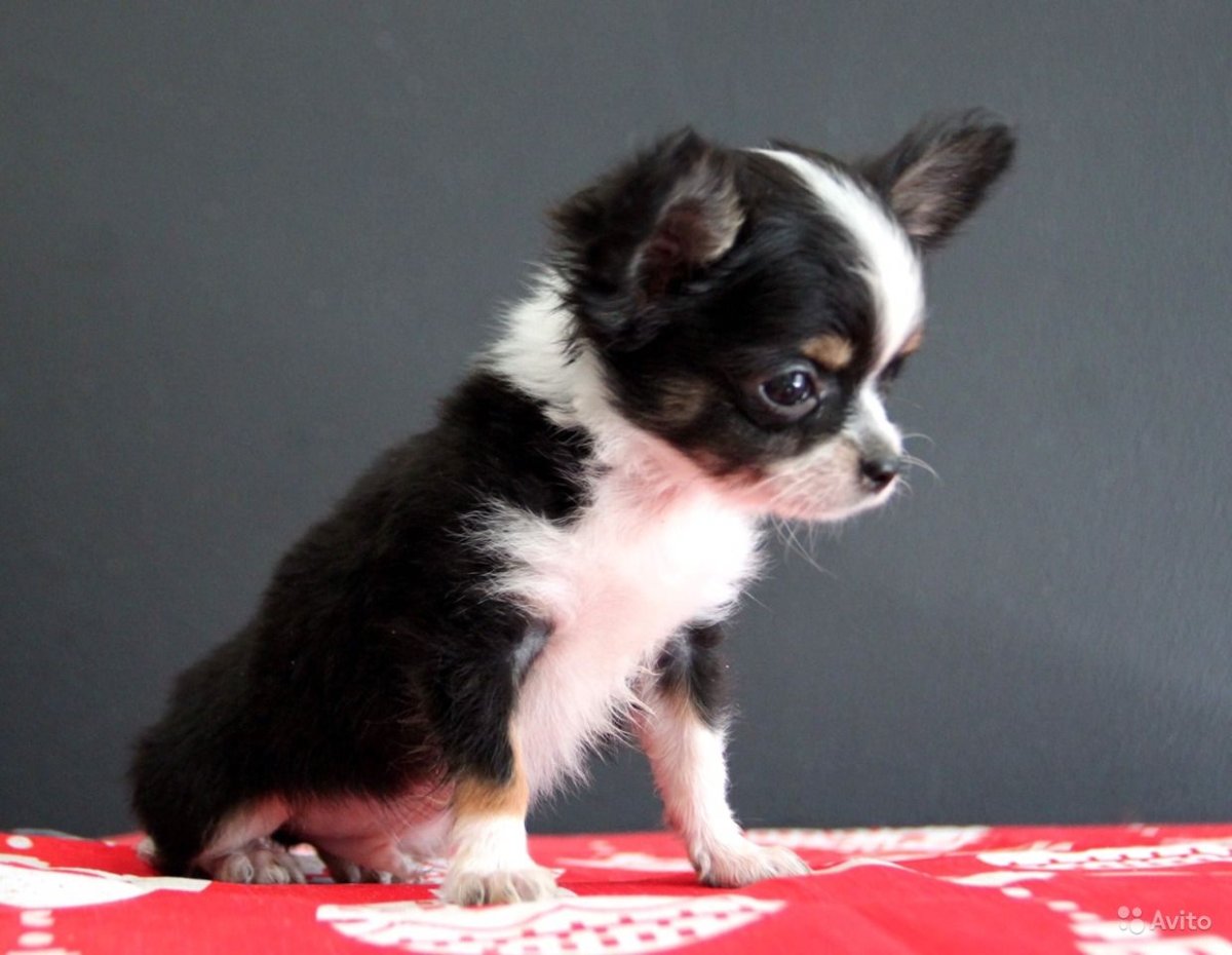 Мини чихуахуа Триколор