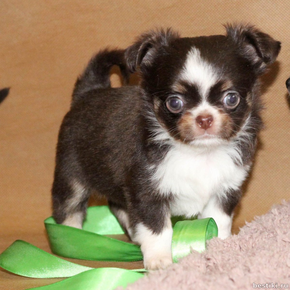 Чихуахуа длинношерстные взрослые