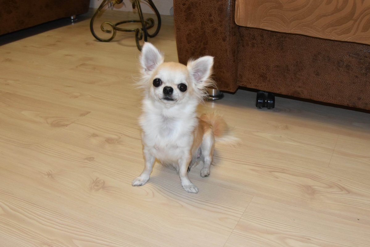 Мексиканский чихуахуа длинношерстный