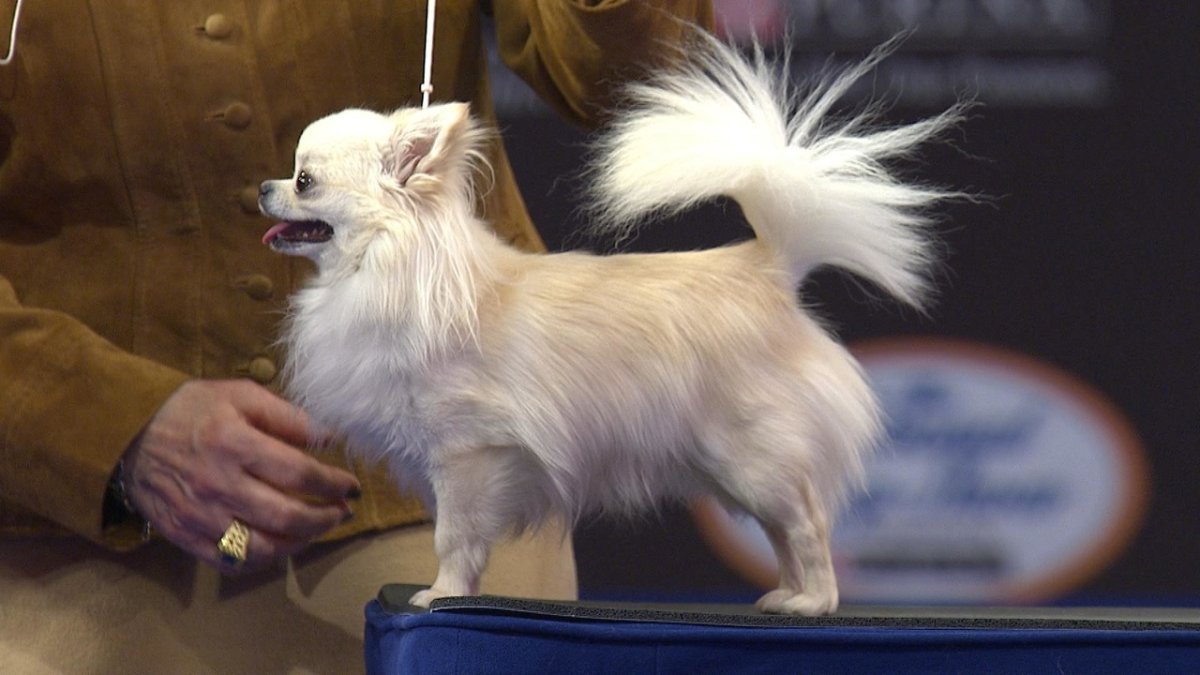 Фон длинношерстный чихуахуа