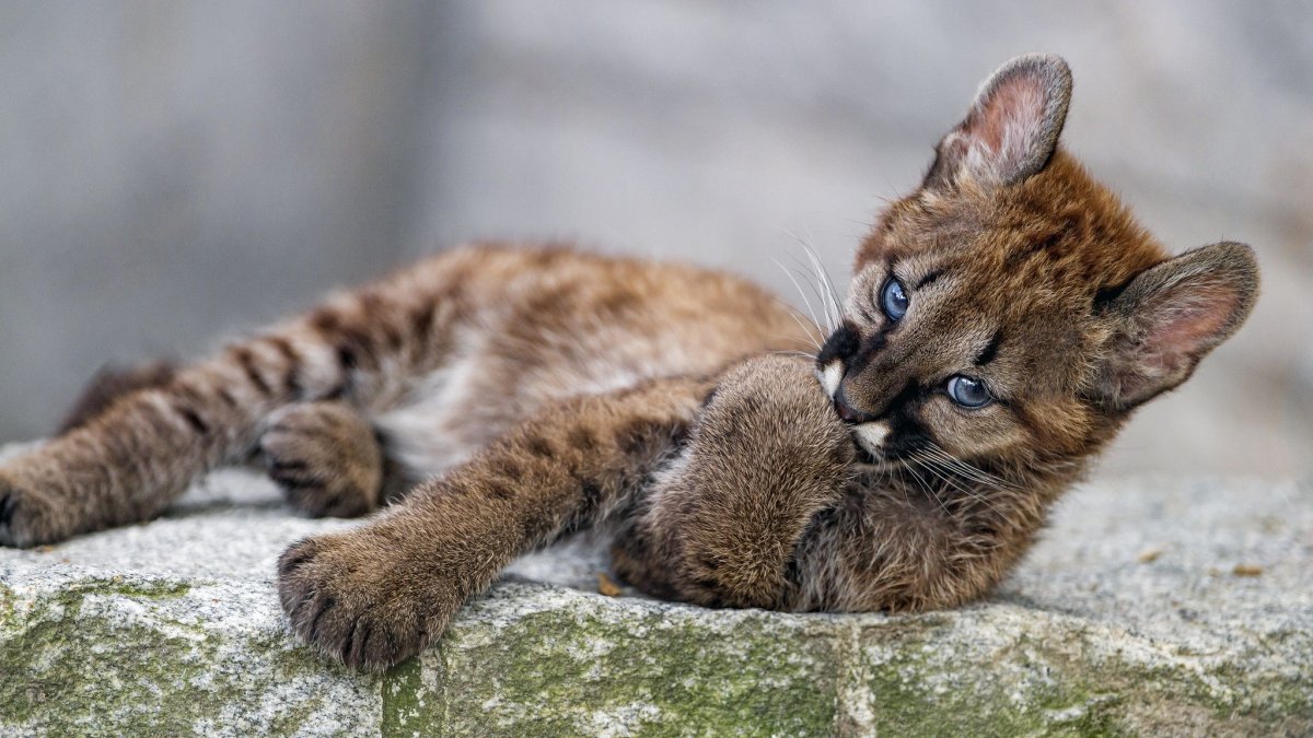 Сколько стоит котенок Пумы