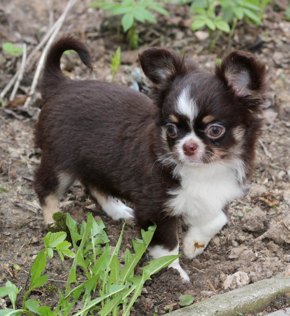 Чихуахуа кобби длинношерстный