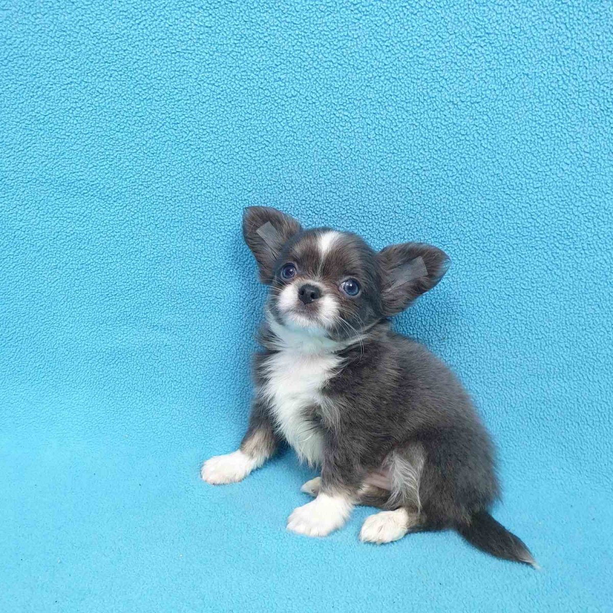 Чихуахуа шоколадного окраса длинношерстный со стрижкой