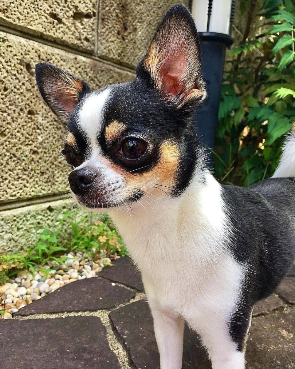 Чихуахуа Добби длиношертсны