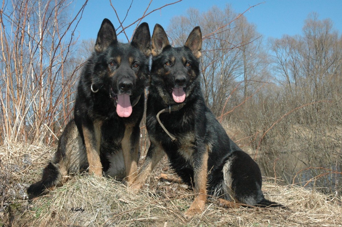 Порода австралийский келпи