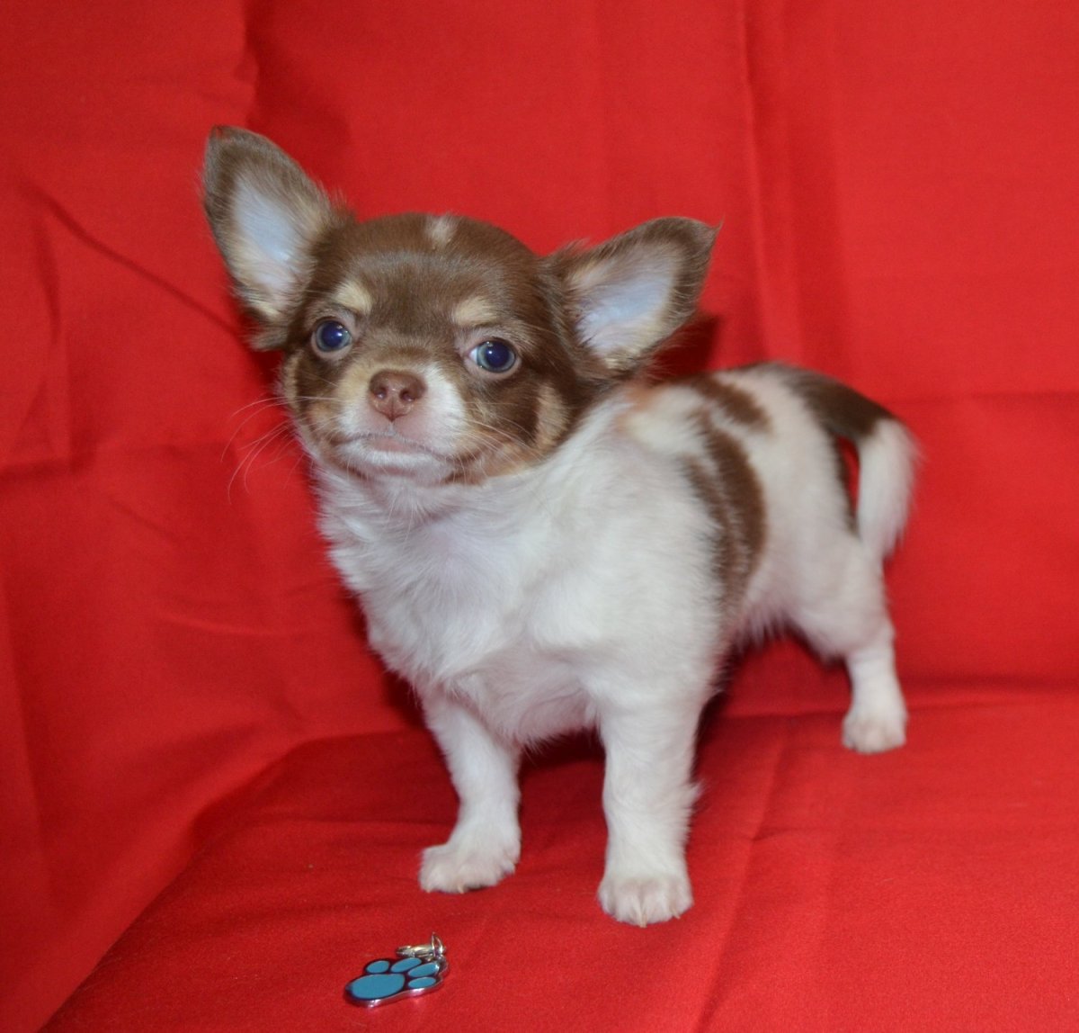 Чихуахуа кобби длинношерстный