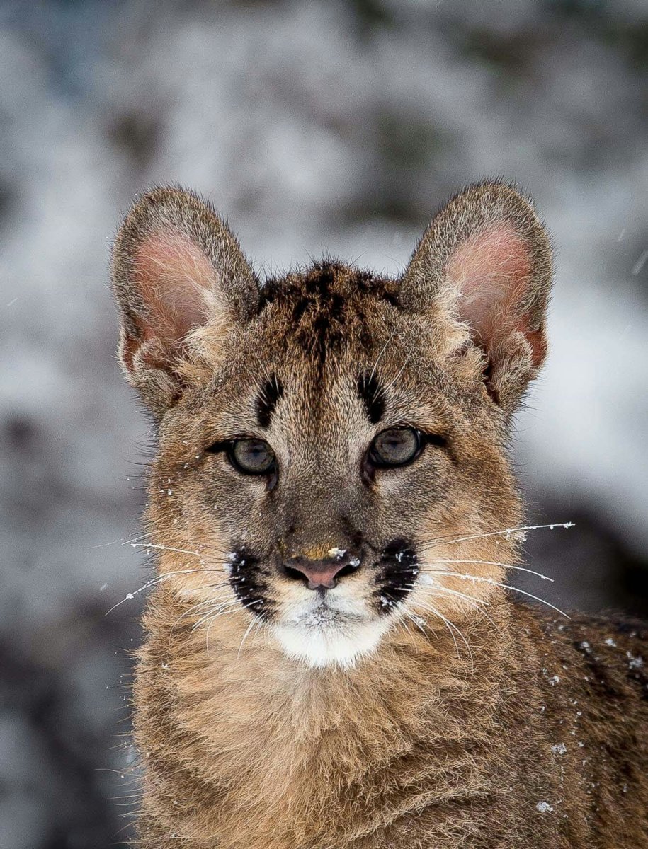 Пума детеныш