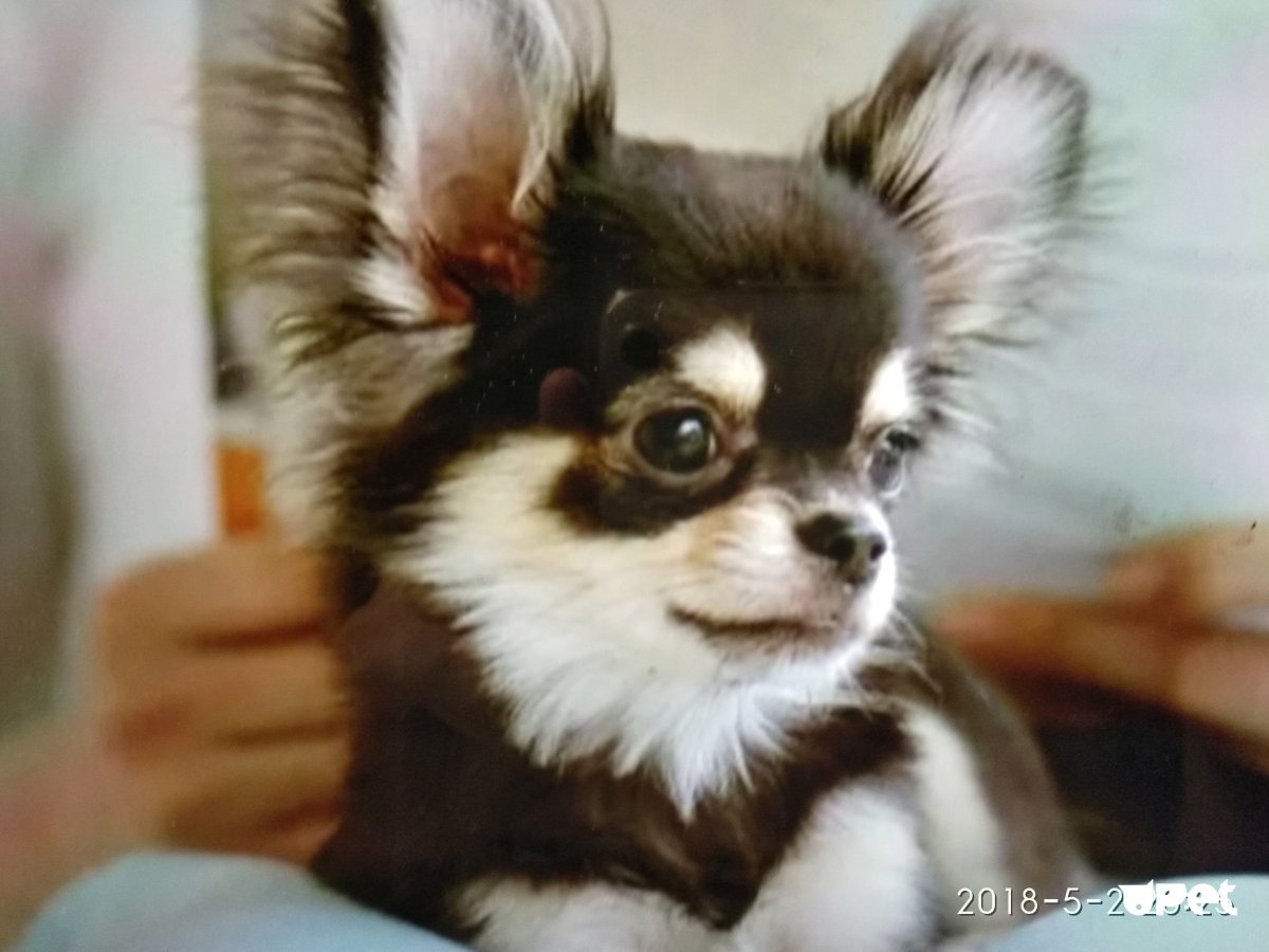 Чихуахуа Мерле длинношерстный