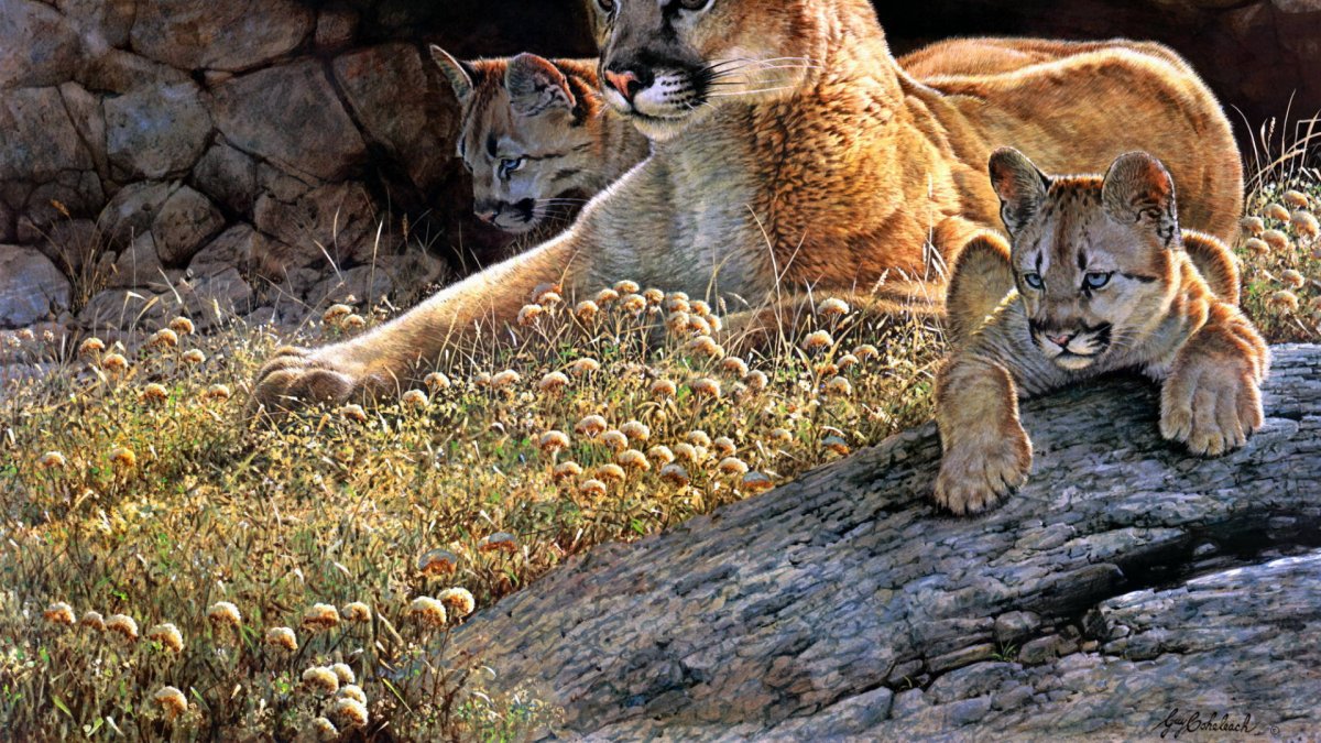 Пума тигровая