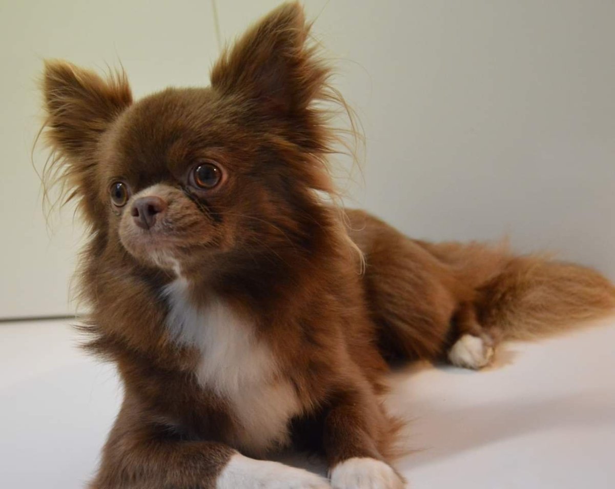 Чау Хуа длинношерстная