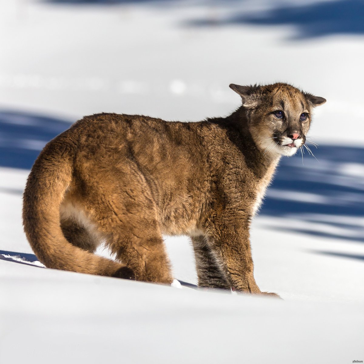 Пума пушистая