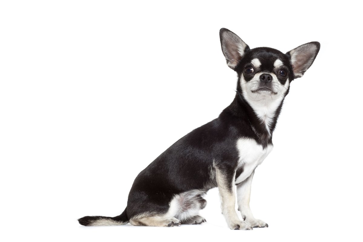 Чихуахуа длинношерстные шоколадные