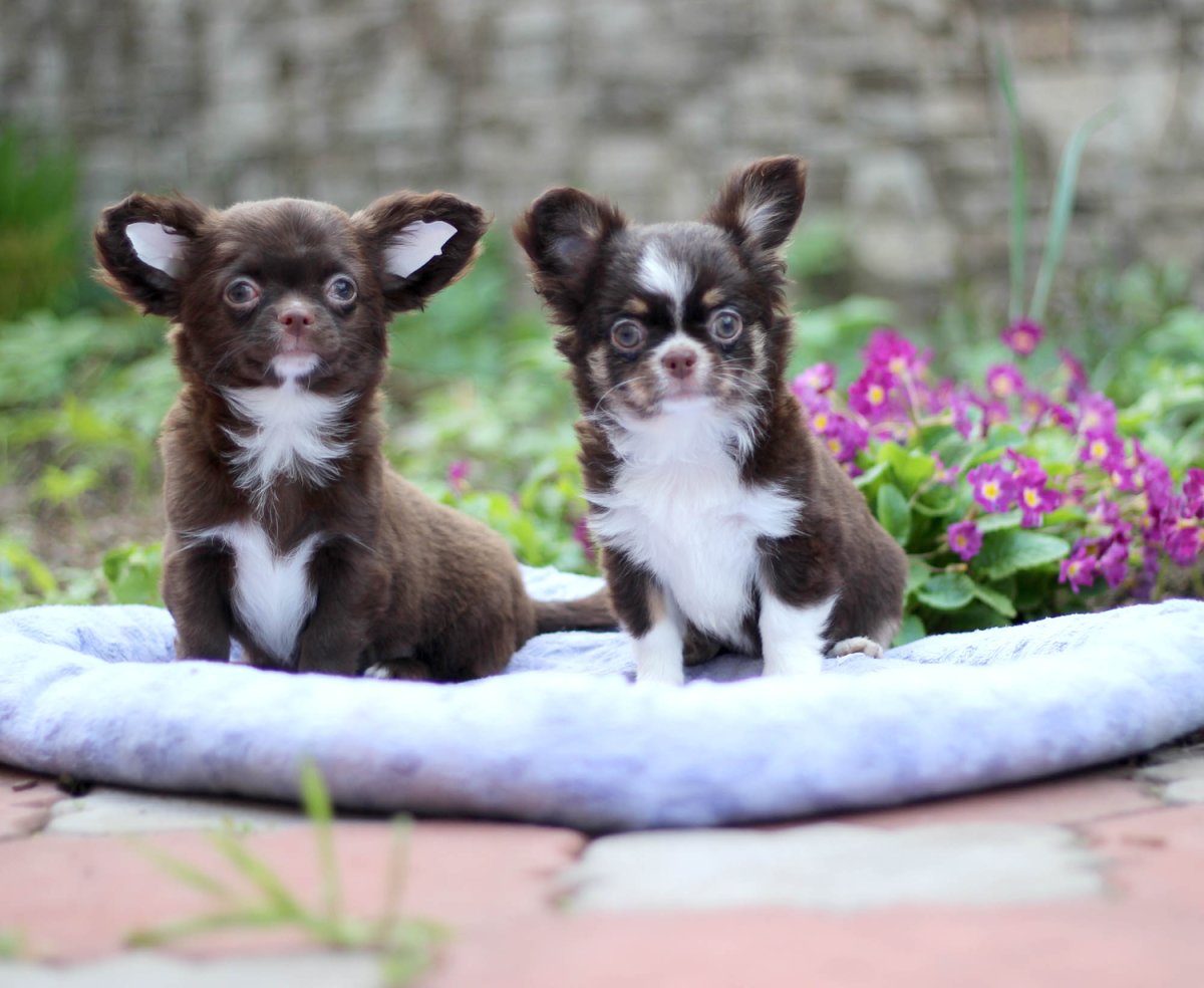 Кремовый чихуахуа длинношерстный