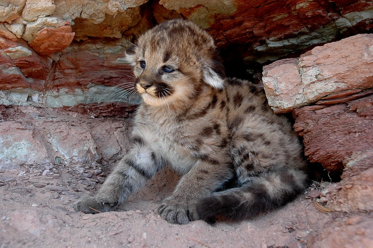 Котенок Пумы