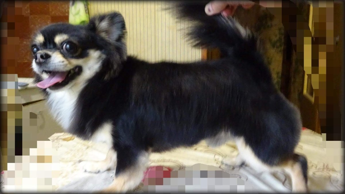 Чихуахуа длинношерстные Коби