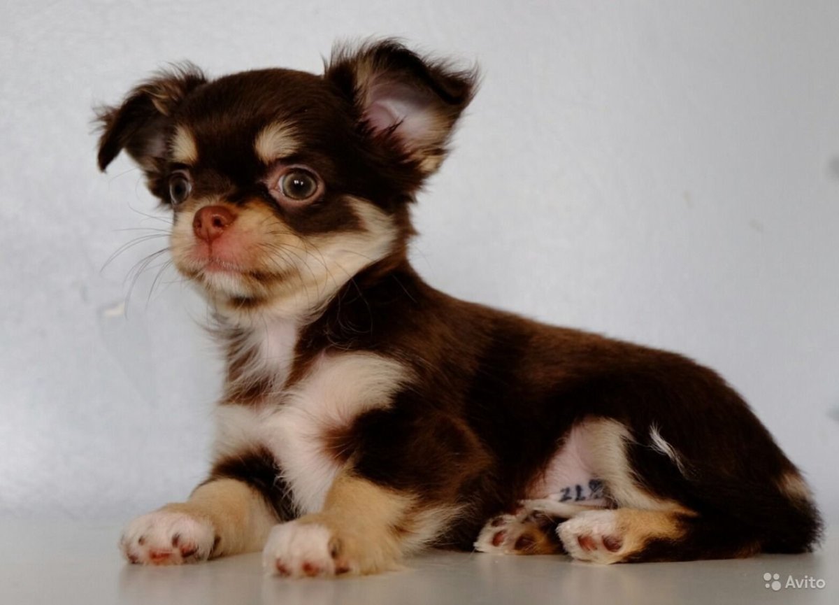 Чихуахуа шоколадный Триколор длинношерстные