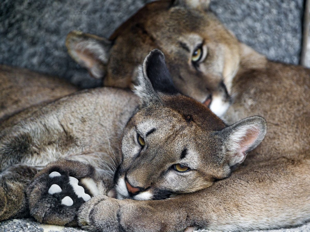 Флоридская Пума самец и самка