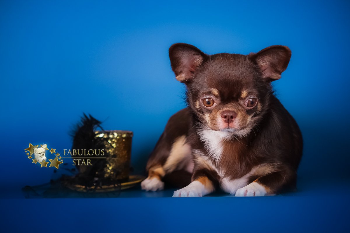 Чихуахуа длинношерстные