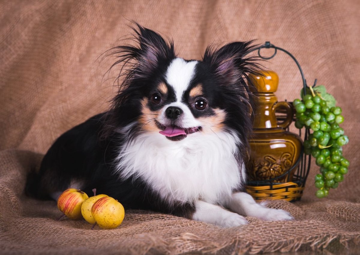 Чихуахуа стандарт длинношерстные