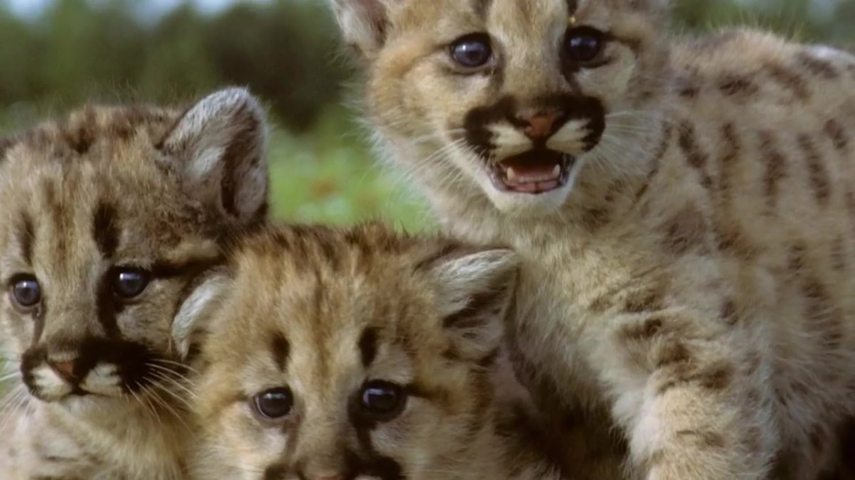 Пума с детенышем мило