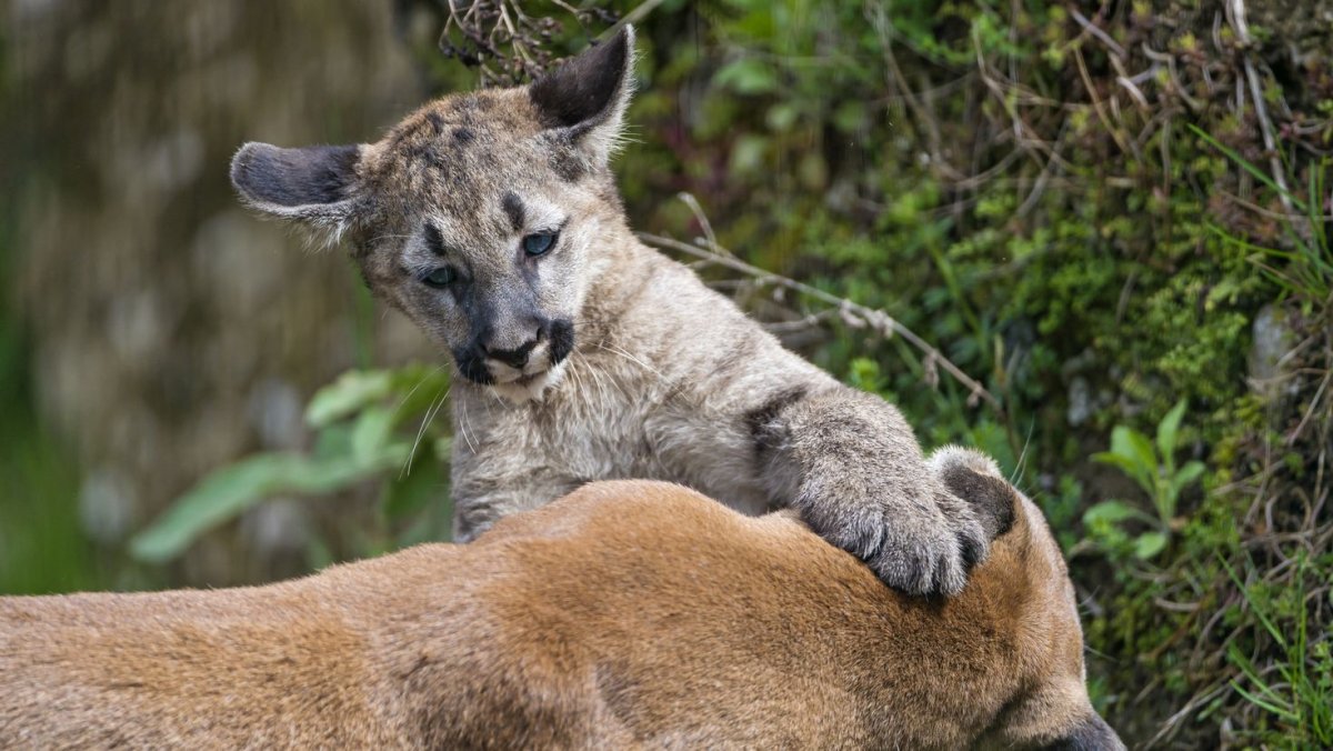 Австралийская Пума