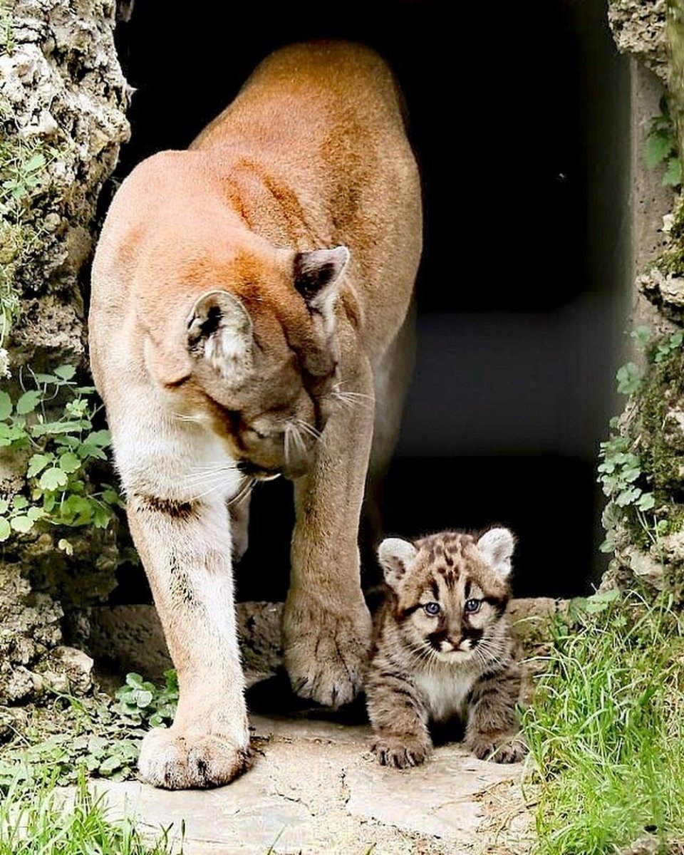 Карликовая Пума