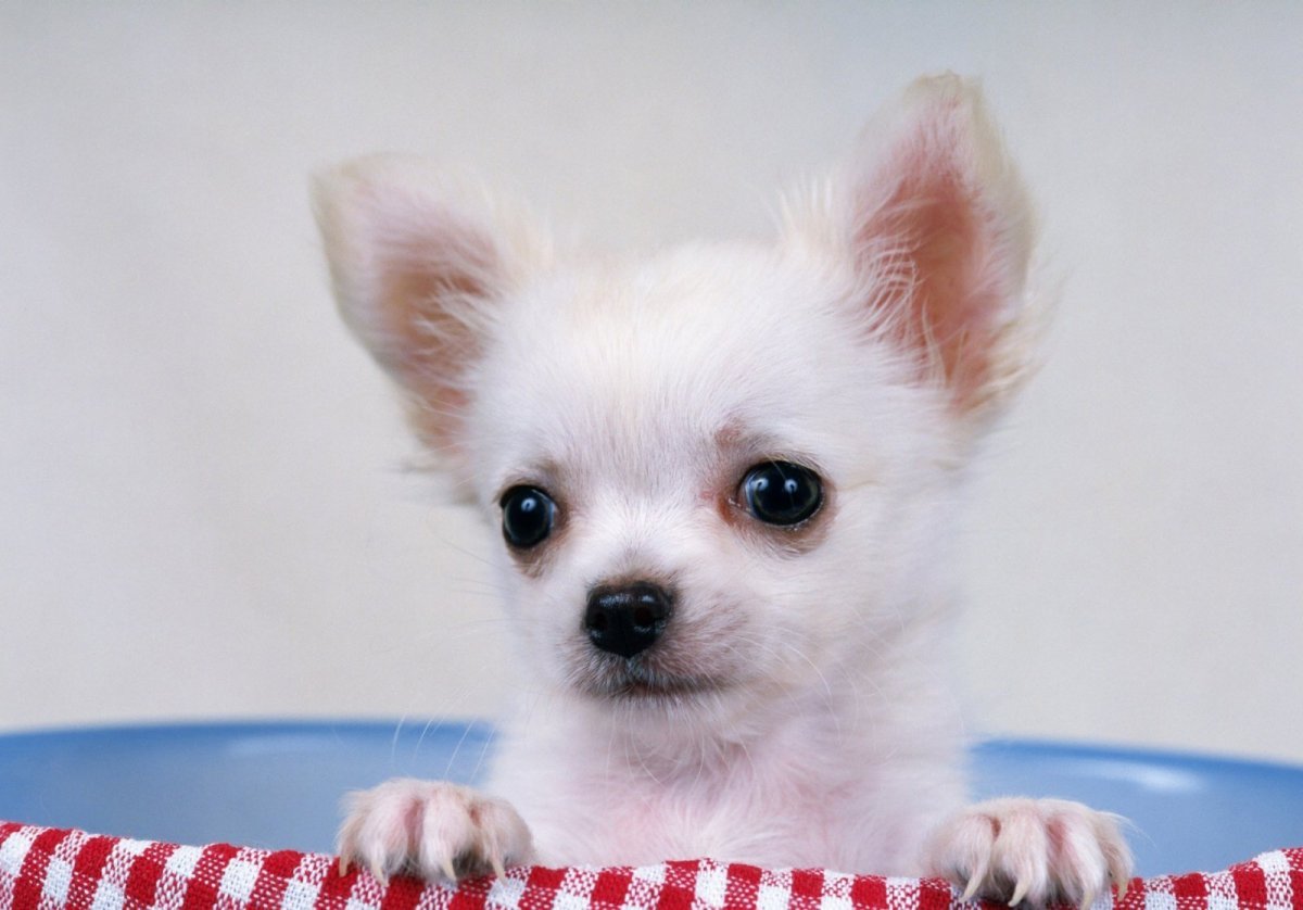 Чихуахуа длинношерстные