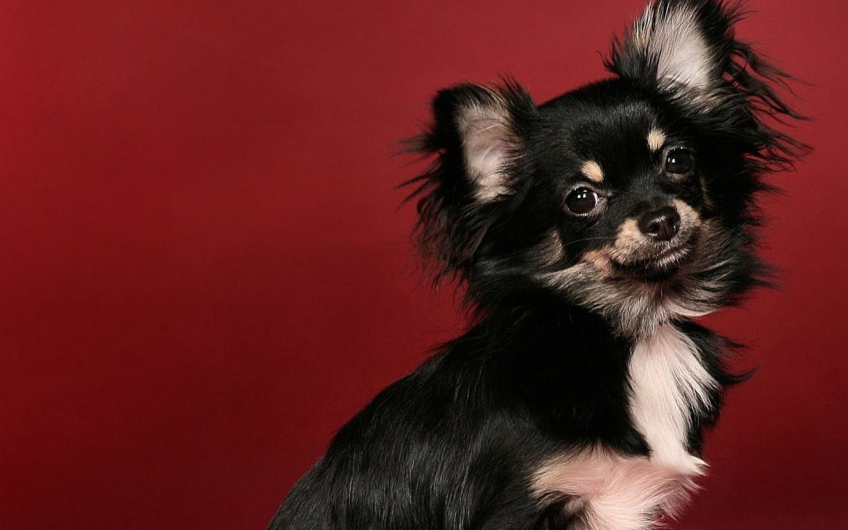 Чау Хуа длинношерстная