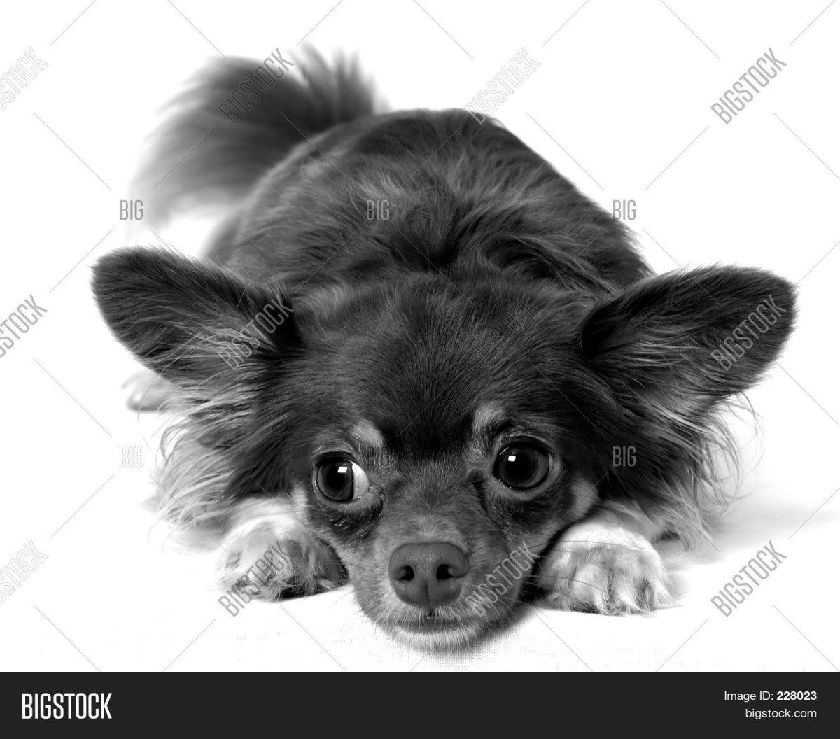 Чихуахуа белый с рыжими пятнами длинношерстный