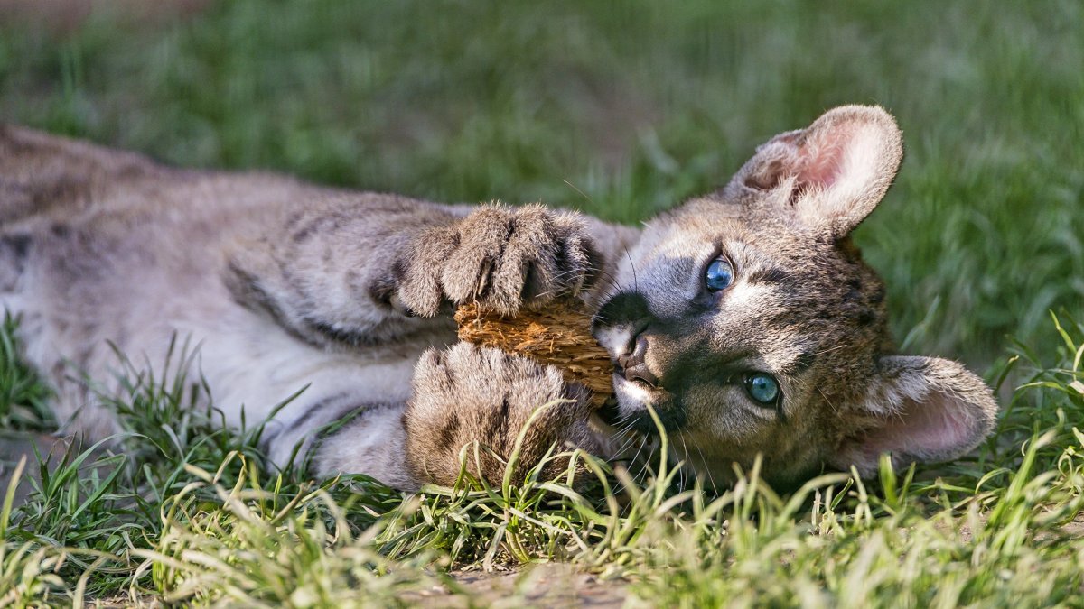 Пума животное детеныш