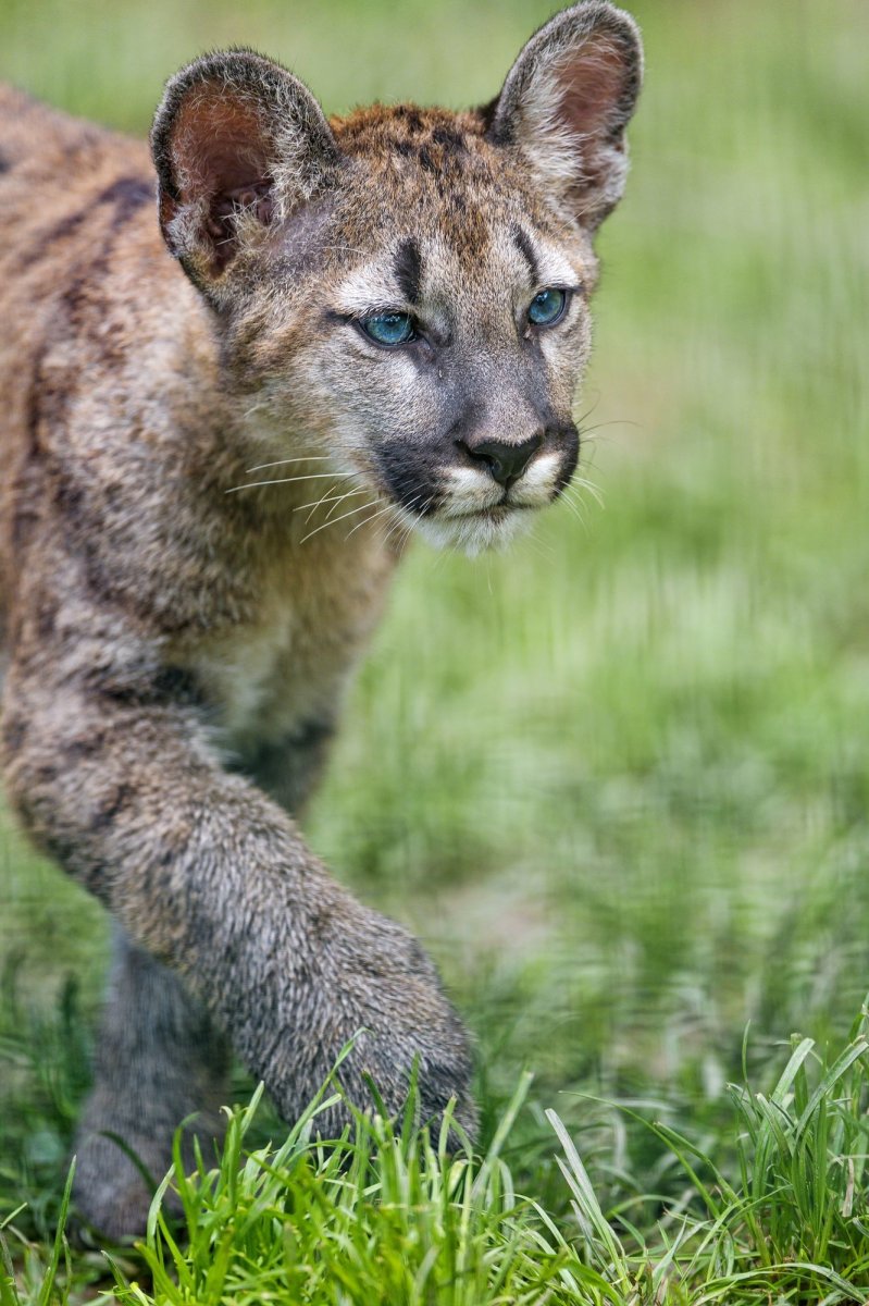 Пума с детенышем фото