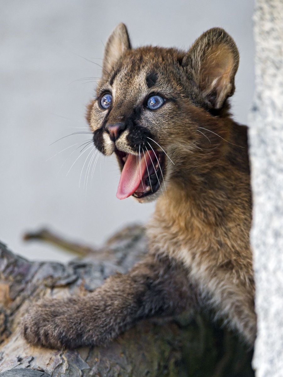 Пума животное детеныш