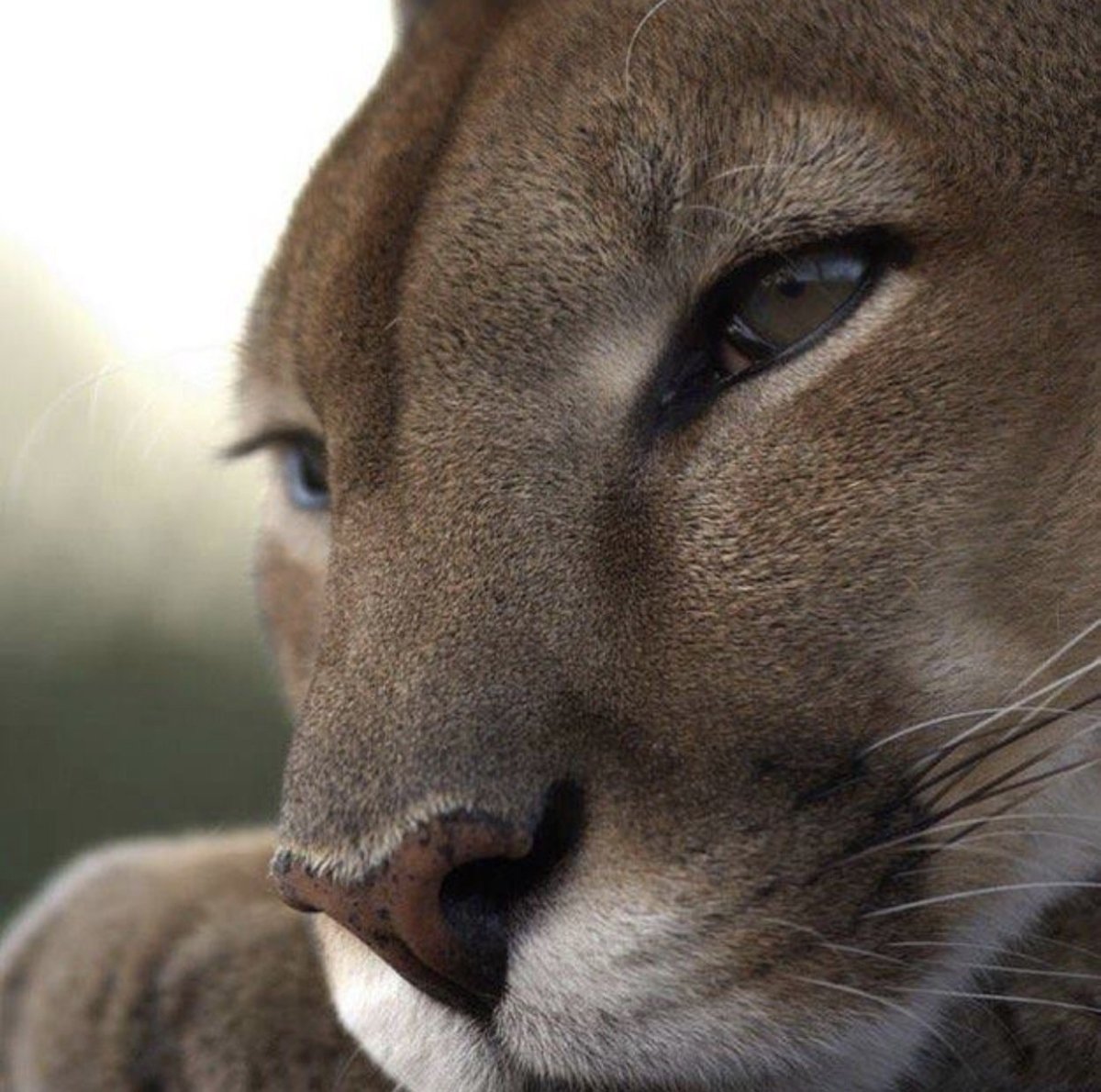 Животные с узкими глазами