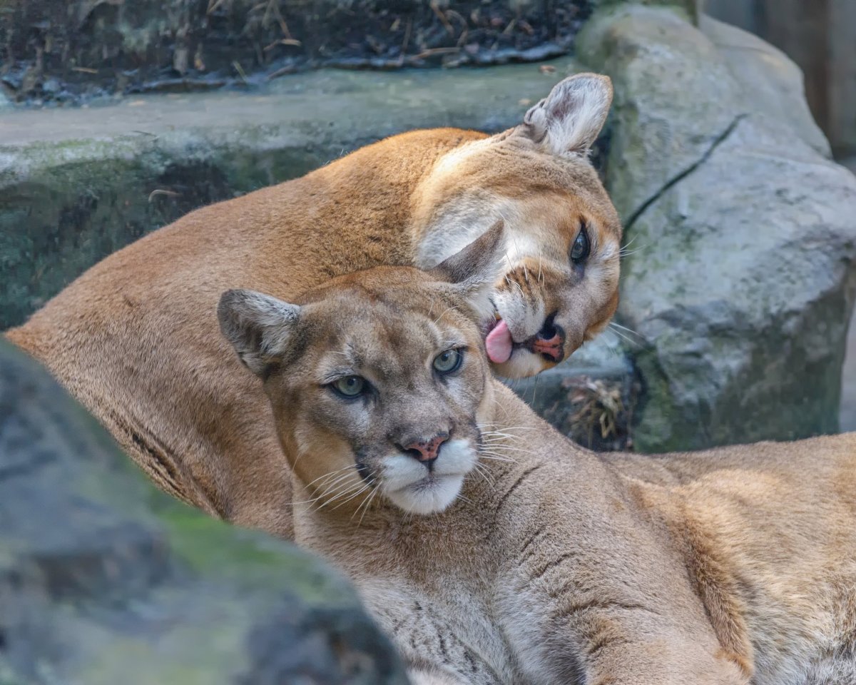Флоридская Пума с детенышами
