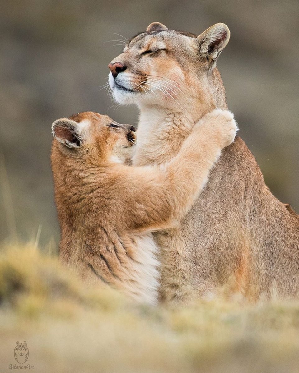 Мама и малыш животные