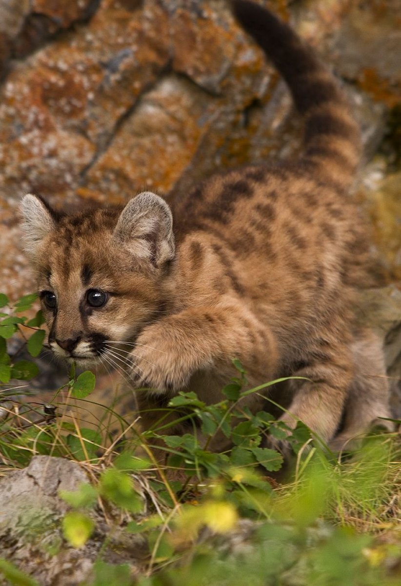 Пума и пуменок