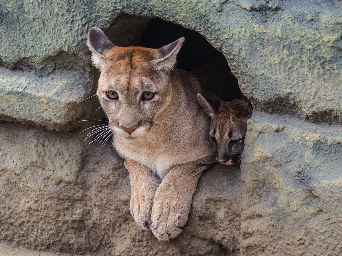 Горная Пума с пумятами