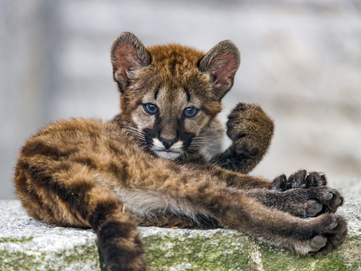 Маленькие Пумы