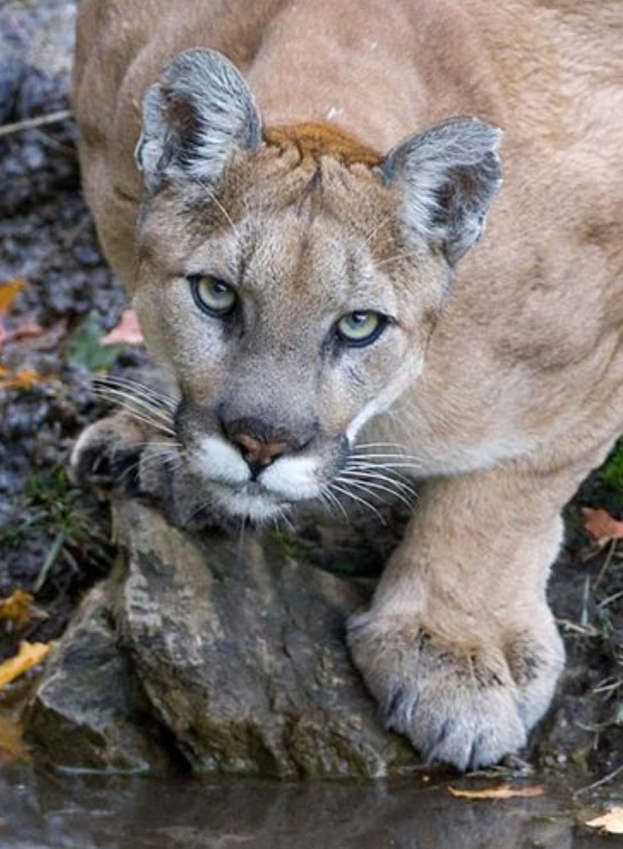 Пума пятнистая