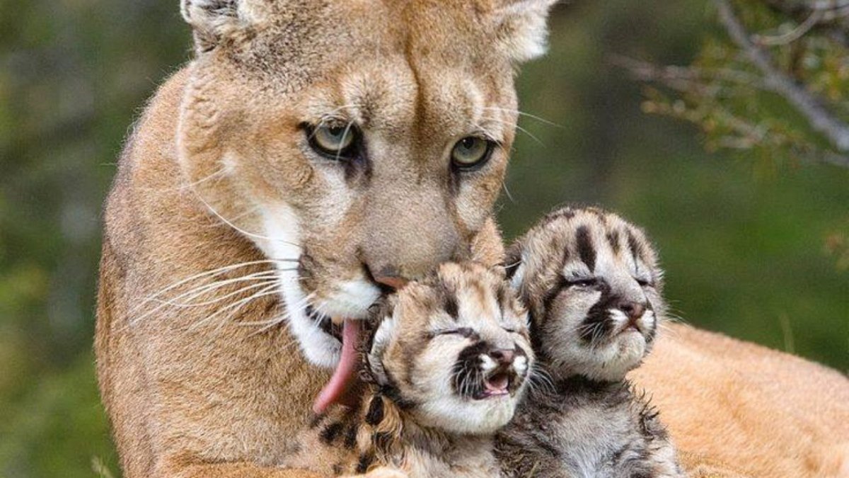 Пума улыбается Мем