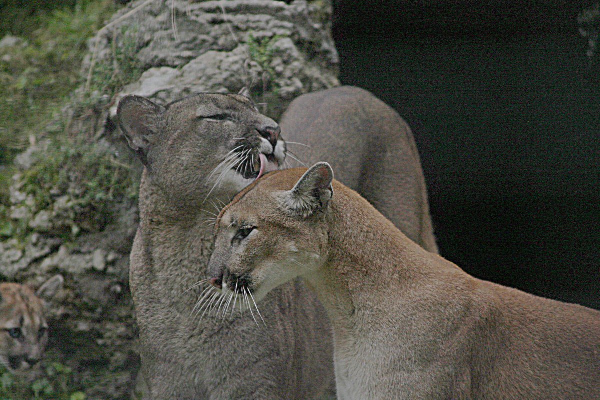 Пума Дикая кошка Новосибирский зоопарк