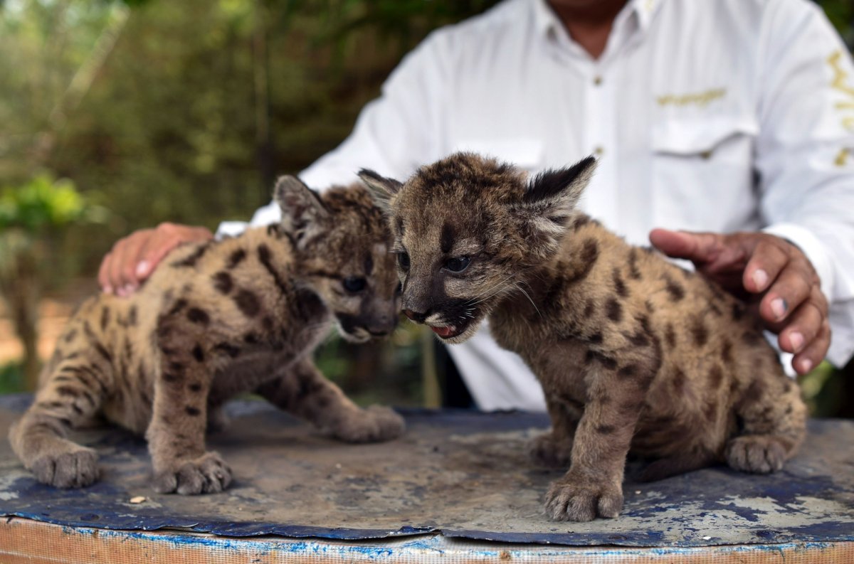 Пума для детей