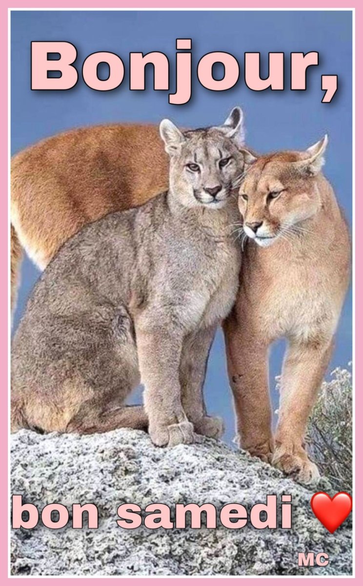 Стая диких кошек