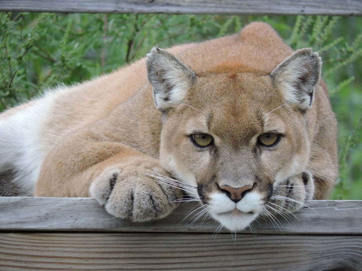 Пума характеристика